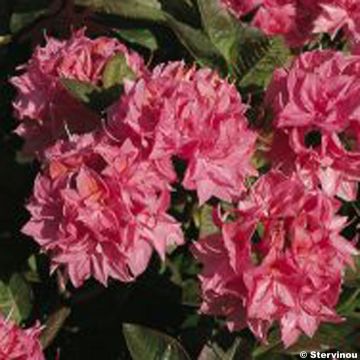 Rhododendron Kilian - Azalea mollis