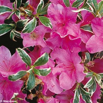 Rhododendron Silver Queen - Japanse azalea