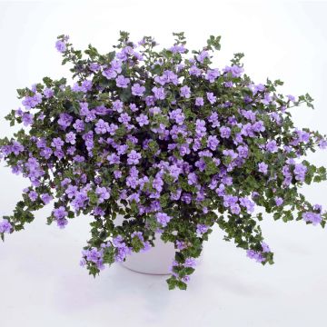 Bacopa Scopia Double Lavender - Bacopa