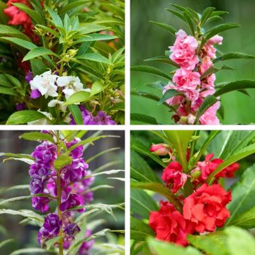 Impatiens balsamina Mix (zaad) - Tuinbalsemien