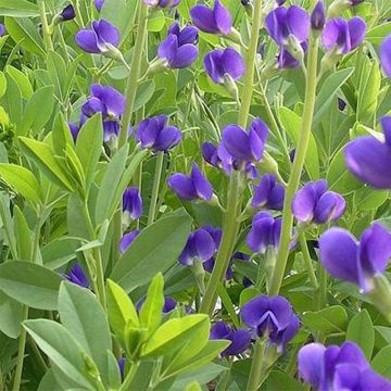 Baptisia australis Caspian Blue - Blauwe valse indigo