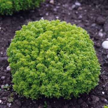 Dwergbasilicum Fijn groen BIO