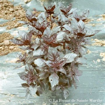 Basilicum Osmin BIO - Ferme de Sainte Marthe