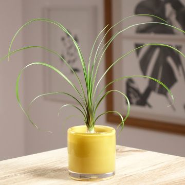 Beaucarnea recurvata - Olifantenpoot