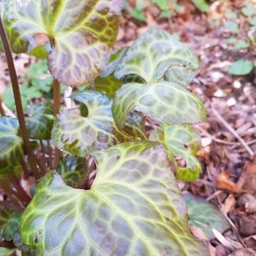 Beesia calthifolia - Knolbegonia