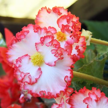 Begonia crispa Marginata Wit-Rood - Knolbegonia