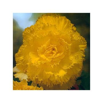 Begonia Fimbriata Geel - Knolbegonia
