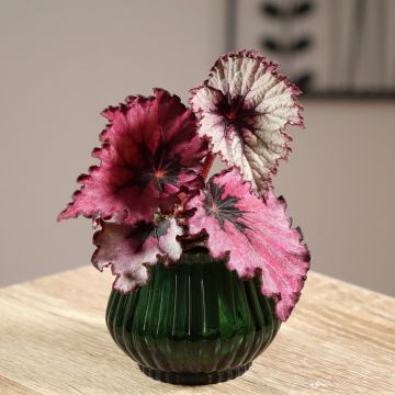 Begonia Rex Spirit of Kwale - Bladbegonia