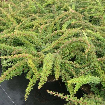 Berberis thunbergii Green Carpet - Japanse berberis