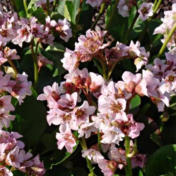 Bergenia Harzkristall - Schoenlappersplant