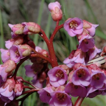 Bergenia schmidtii - Schoenlappersplant