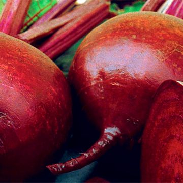 Rode biet Rote Kugel 2 BIO (zaad)
