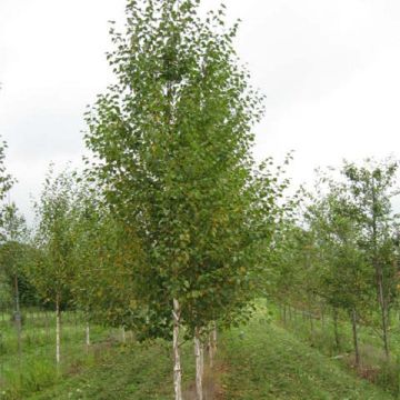 Betula nigra Heritage - Zwarte berk