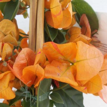 Bougainvillea spectabilis Oranje - Bougainville