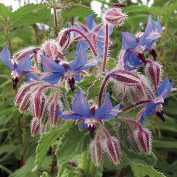 Borago officinalis (zaad) - Komkommerkruid
