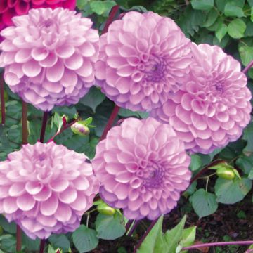 Dahlia Boy Scout - baldahlia