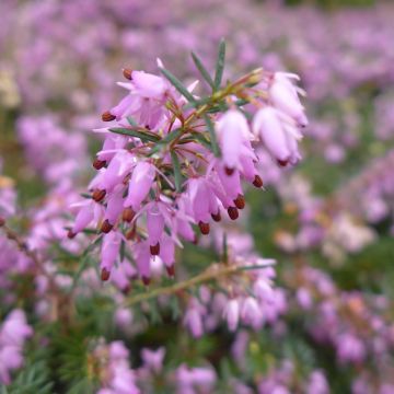 Erica carnea December Red - Winterheide