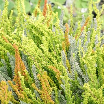 Calluna Garden Girls Sunset Fire - Zomerheide Calluna Garden Girls Sunset Fire - Zomerheide
