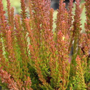Calluna Garden Girls Zorina - Zomerheide
