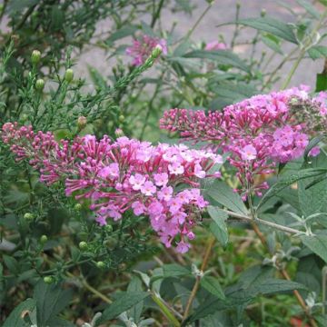Vlinderstruik Pink Delight - Buddleja davidii