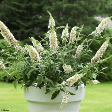 Vlinderstruik White Chip - Buddleja