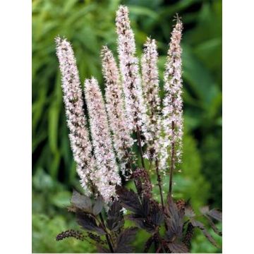 Actaea simplex Pink Spike - Zilverkaars