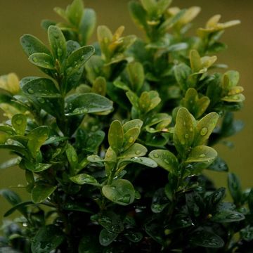 Buxus sempervirens - Palmboompje voor borders