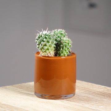 Mammillaria polythele Toluca - Tepelcactus