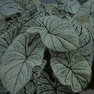 Caladium Candidum - Hart van Jezus