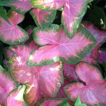 Caladium Rosebud - Hart van Jezus