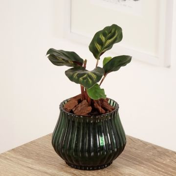 Calathea makoyana - Pauwenplant