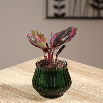 Calathea Princess Jessie