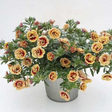 Calibrachoa Neo Double OrangeTastic - Mini petunia