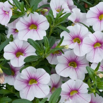 Calibrachoa Noa Almond Blossom - Mini petunia