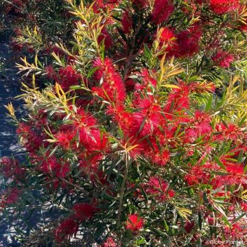 Callistemon Outback Flame - Lampenpoetser