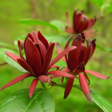 Calycanthus floridus - Specerijstruik