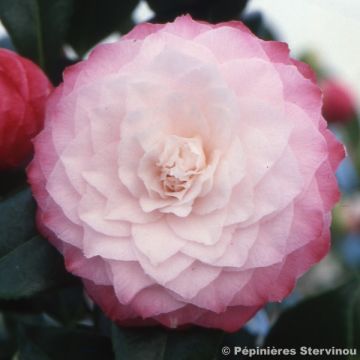 Camellia Nuccio's Pearl - Japanse camelia