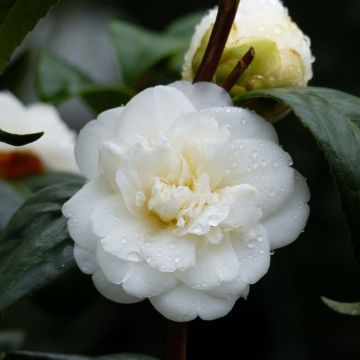 Camellia japonica Nobilissima - Japanse camelia