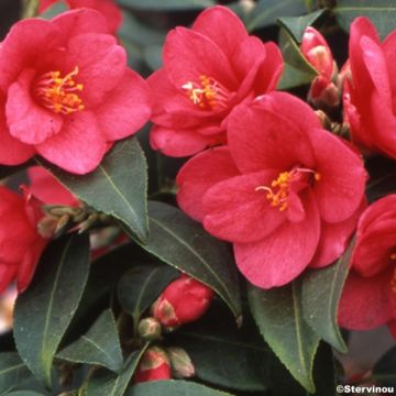 Camellia Fairy Wand - Japanse camelia