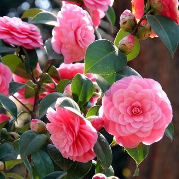 Camellia japonica Mrs Tingley - Japanse camelia