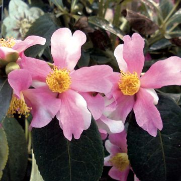 Camellia sasanqua Yume - Herfstcamelia