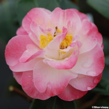 Camellia x williamsii Spring Daze - Williamsii-camelia