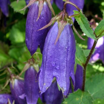 Campanula Sarastro - Klokje