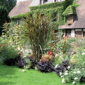 Saccharum officinarum violaceum - Suikerriet