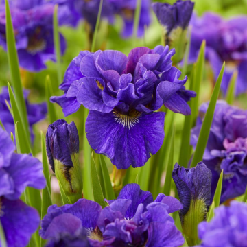 Iris sibirica Concord Crush - Siberische iris