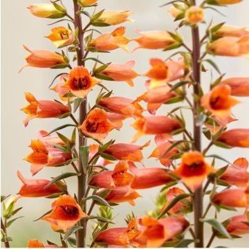 Digitalis valinii Firecracker - Vingerhoedskruid