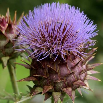 Cynara cardunculus - Kardoen