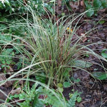 Carex brunnea Variegata - Bonte zegge