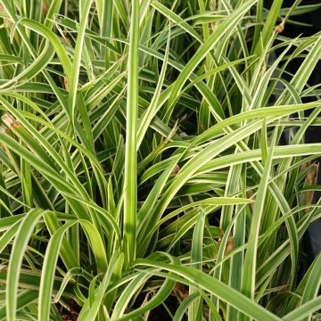 Carex muskingumensis variegata - Palmzegge