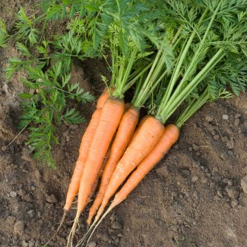 Wortel Rothild BIO - Ferme de Sainte Marthe